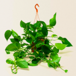 Hanging Money Plant "Epipremnum aureum" - Image 3