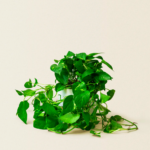 Hanging Money Plant "Epipremnum aureum" - Image 4