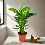 Dieffenbachia seguine Or Tropic Snow - Image 2