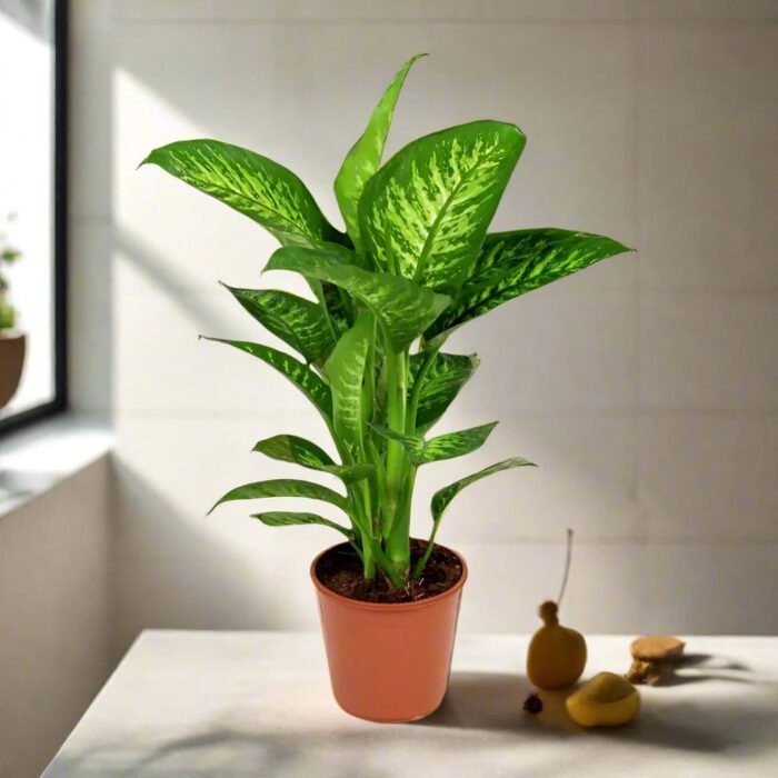 Dieffenbachia seguine Or Tropic Snow - Image 2