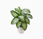 Dieffenbachia seguine Or Tropic Snow - Image 3