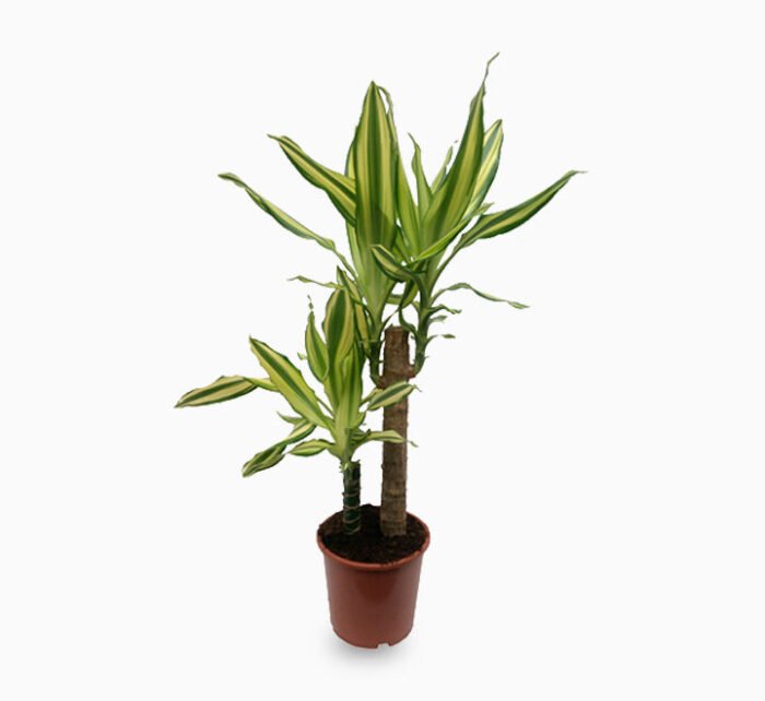 Dracaena fragrans "Yellow Coast" - Image 1