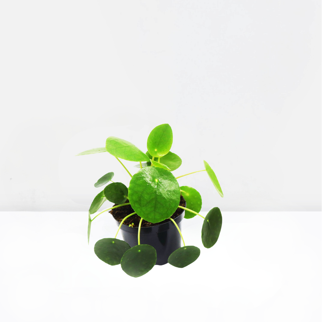 Pilea Peperomioides Mini "Chinese Money Plant" - Image 3