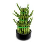 Lucky Bamboo Steps - Image 2