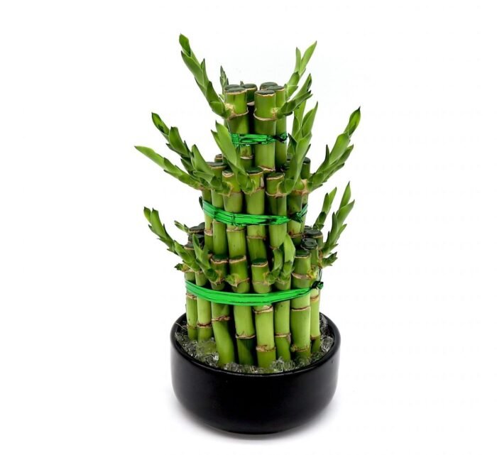 Lucky Bamboo Steps - Image 2