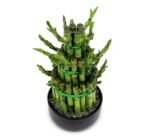 Lucky Bamboo Steps - Image 3