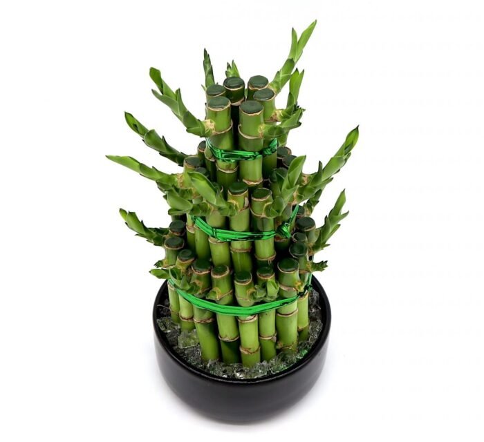 Lucky Bamboo Steps - Image 3