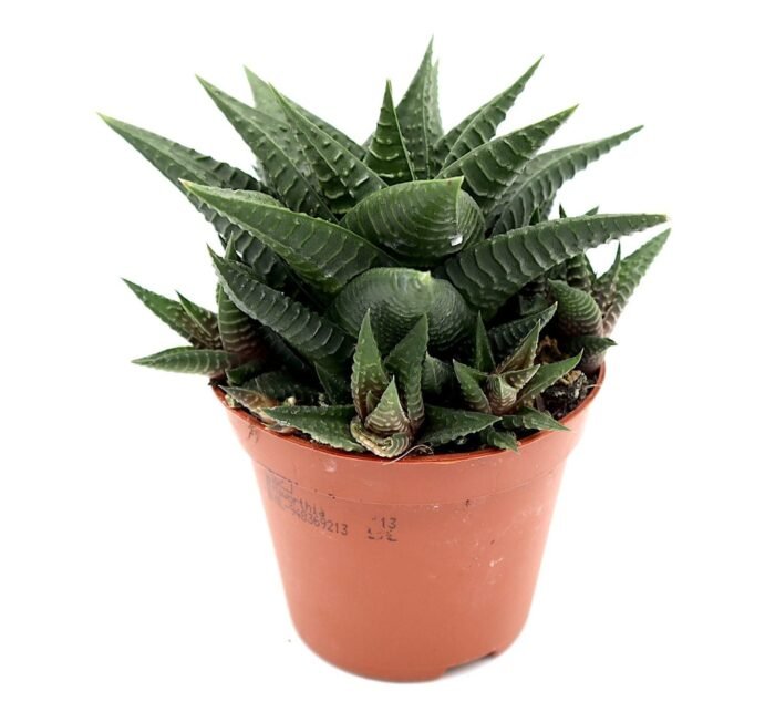 Haworthia fasciata "Big Band or Zebra Cactus" 10-15cm - Image 1