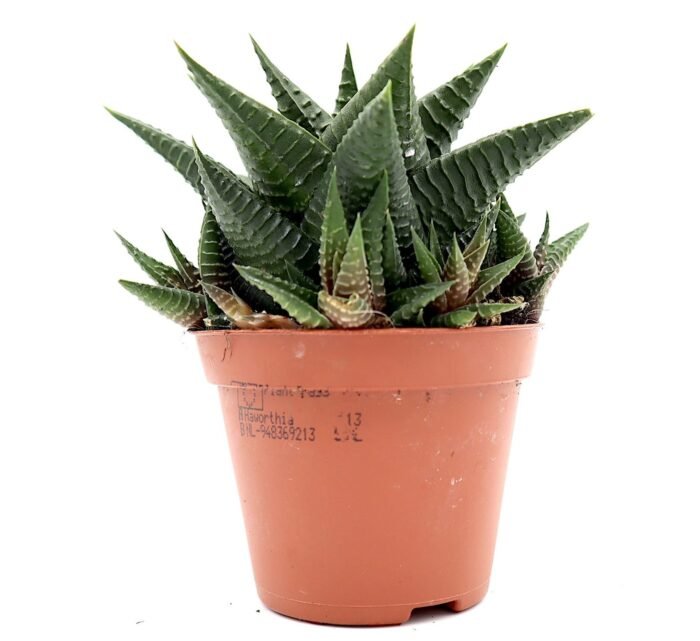 Haworthia fasciata "Big Band or Zebra Cactus" 10-15cm - Image 3