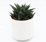 Haworthia fasciata "Big Band or Zebra Cactus" 10-15cm - Image 2
