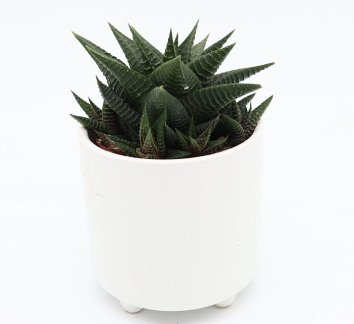 Haworthia fasciata "Big Band or Zebra Cactus" 10-15cm - Image 2