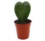 Lucky Heart "Hoya Kerrii" 5-8cm