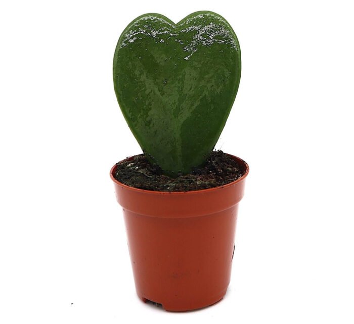 Lucky Heart "Hoya Kerrii" 5-8cm - Image 1