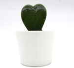 Lucky Heart "Hoya Kerrii" 5-8cm - Image 2