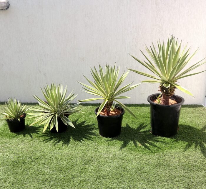 Agave Anguvstifolia | Caribbean Agave 30 - 60cm spread - Image 1