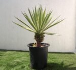 Agave Anguvstifolia | Caribbean Agave 30 - 60cm spread - Image 2