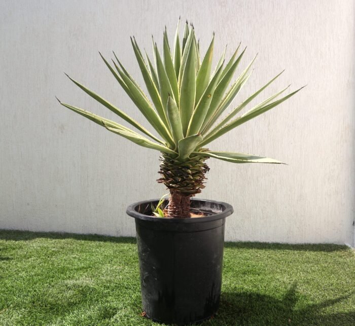 Agave Anguvstifolia | Caribbean Agave 30 - 60cm spread - Image 2