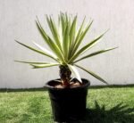 Agave Anguvstifolia | Caribbean Agave 30 - 60cm spread - Image 3