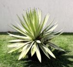 Agave Anguvstifolia | Caribbean Agave 30 - 60cm spread - Image 4
