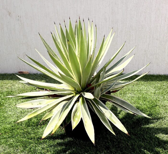 Agave Anguvstifolia | Caribbean Agave 30 - 60cm spread - Image 4