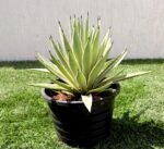 Agave Anguvstifolia | Caribbean Agave 30 - 60cm spread - Image 5