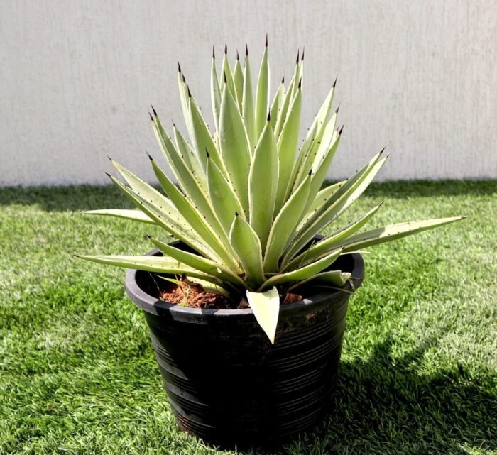 Agave Anguvstifolia | Caribbean Agave 30 - 60cm spread - Image 5
