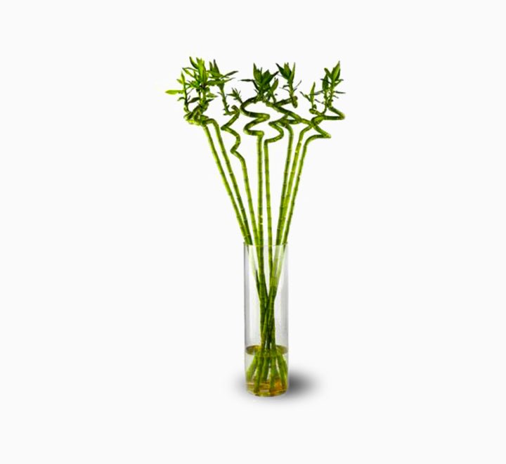 Lucky Bamboo “Per Stick” 50 - 60cm الخيزران محظوظا - Image 1