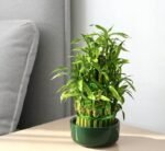 Lucky Bamboo Steps