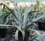 Agave Americana or Century Plant