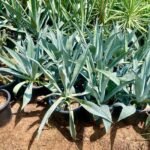 Agave Americana or Century Plant - Image 2