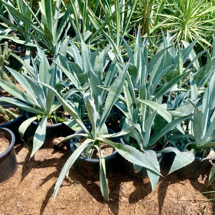 Agave Americana or Century Plant - Image 2