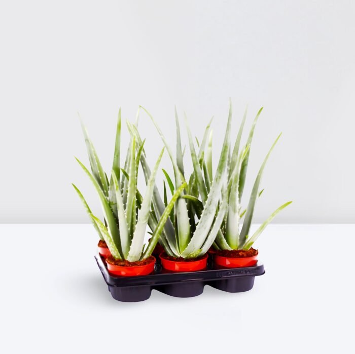 Aloe vera "Indoor" or Medicina Aloe 25-30cm الألوة فيرا - Image 2