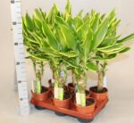 Dracaena fragrans  "Golden Coast" - Image 2