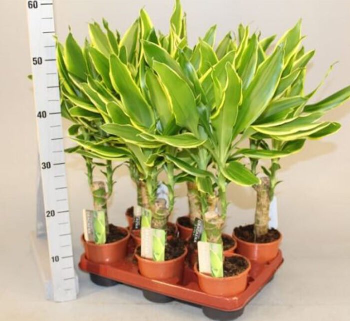 Dracaena fragrans  "Golden Coast" - Image 2