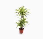 Dracaena fragrans  "Golden Coast"