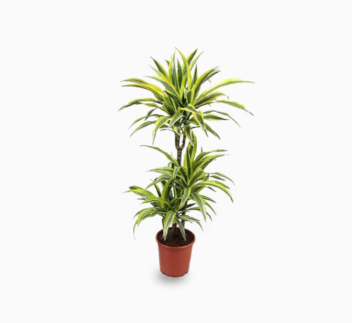 Dracaena fragrans  "Golden Coast" - Image 1