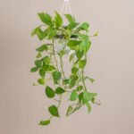 Hanging Money Plant "Epipremnum aureum" - Image 2