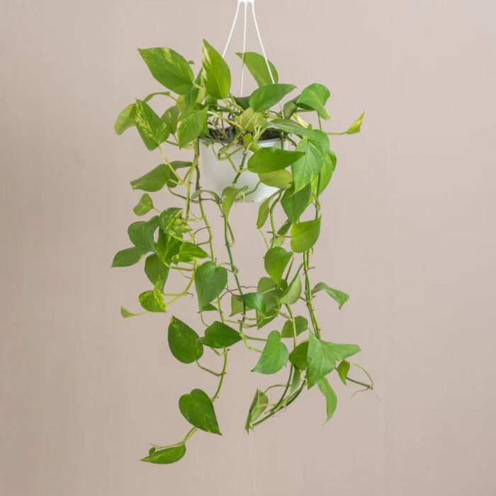 Hanging Money Plant "Epipremnum aureum" - Image 2