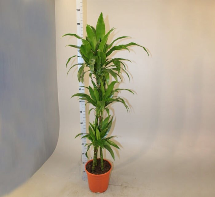 Dracaena fragrans "Janet Craig" - Image 3