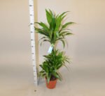 Dracaena fragrans "Janet Craig" - Image 2