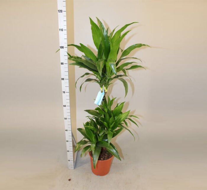 Dracaena fragrans "Janet Craig" - Image 2