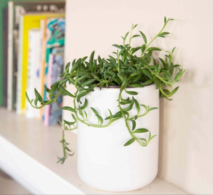 Senecio radicans "String of Bananas" 15 - 20cm spread - Image 1