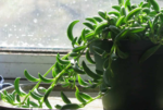 Senecio radicans "String of Bananas" 15 - 20cm spread - Image 2