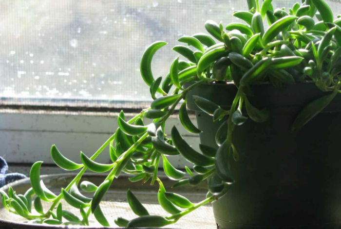 Senecio radicans "String of Bananas" 15 - 20cm spread - Image 2