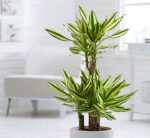 Dracaena fragrans "Yellow Coast" - Image 2