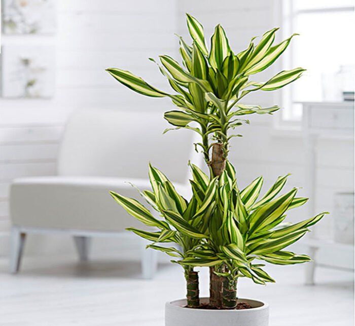 Dracaena fragrans "Yellow Coast" - Image 2