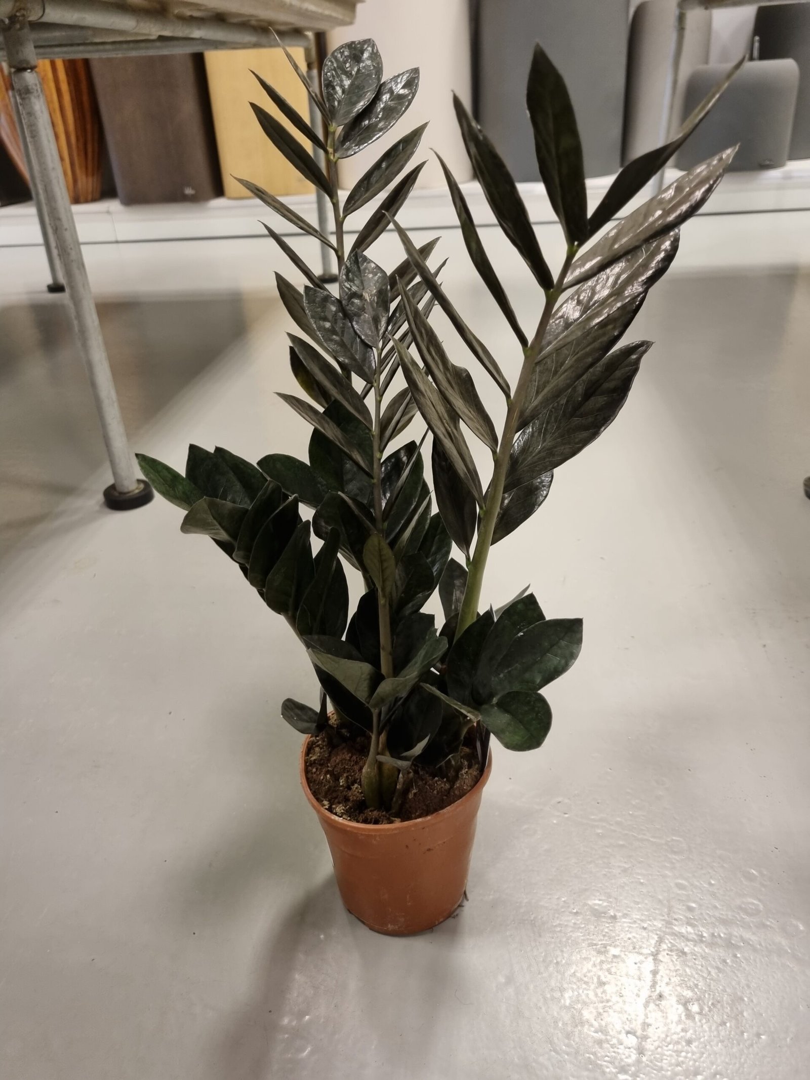 20250222_101054 Zamioculcas zamiifolia, Black Zanzibar Gem or ZZ Plant - Image 1